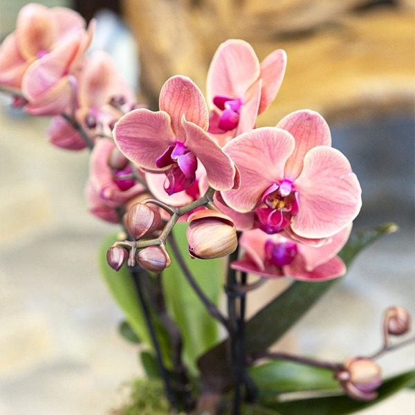 Goccia a goccia, per la cura delle vostre orchidee